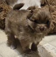 Piper AKC on HOLD, a female Pomeranian for sale in Manchester, NH – Photo 4 of 10