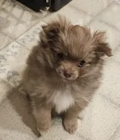 Piper AKC on HOLD, a female Pomeranian for sale in Manchester, NH – Photo 2 of 10