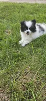 Harry Akc, a male Pomeranian for sale in Manchester, NH – 2 of 9
