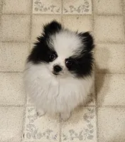 William Akc , a male Pomeranian for sale in Manchester, NH – 5 of 10