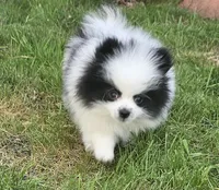 William Akc , a male Pomeranian for sale in Manchester, NH – 3 of 10