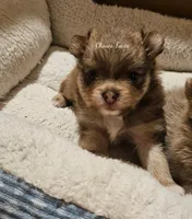 AKC Tigger *Sold, a male Pomeranian for sale in Manchester, NH – Photo 3 of 10