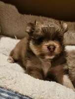 AKC Tigger *Sold, a male Pomeranian for sale in Manchester, NH – Photo 6 of 10