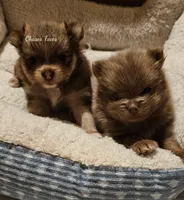 AKC Tigger *Sold, a male Pomeranian for sale in Manchester, NH – Photo 10 of 10