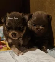 AKC Tigger *Sold, a male Pomeranian for sale in Manchester, NH – Photo 8 of 10