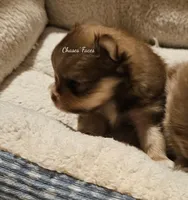 AKC Tigger *Sold, a male Pomeranian for sale in Manchester, NH – Photo 4 of 10