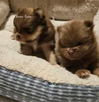 AKC Tigger *Sold, a male Pomeranian for sale in Manchester, NH – Photo 7 of 10