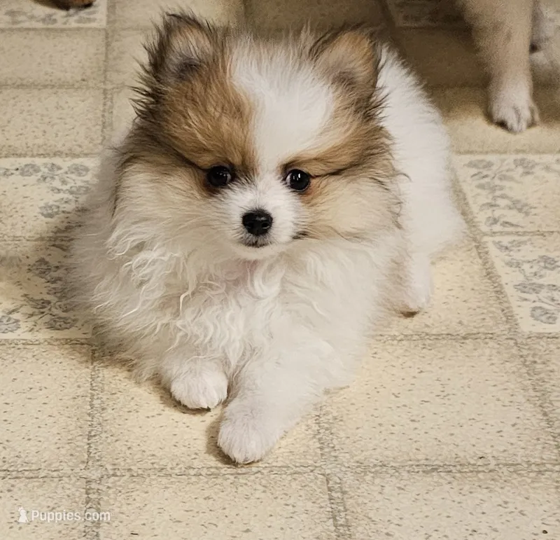 ON HOLD Diana Akc – Pomeranian puppy for sale in Manchester, NH