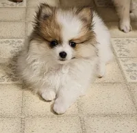 ON HOLD Diana Akc, a female Pomeranian for sale in Manchester, NH – 1 of 9