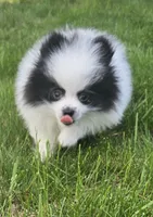 William Akc , a male Pomeranian for sale in Manchester, NH – 6 of 10