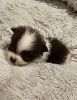 Jack Akc , a male Pomeranian for sale in Manchester, NH – 4 of 10