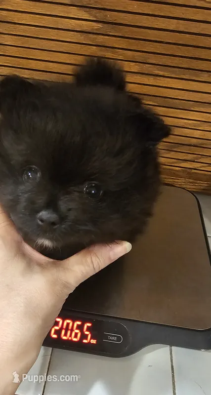 Bear Akc – Pomeranian puppy for sale in Manchester, NH