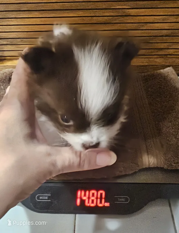 Jack Akc  – Pomeranian puppy for sale in Manchester, NH