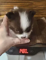 Jack Akc , a male Pomeranian for sale in Manchester, NH – 1 of 10