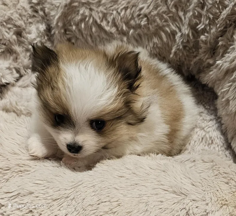 Diana Akc – Pomeranian puppy for sale in Manchester, NH