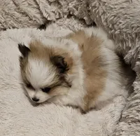 Diana Akc, a female Pomeranian for sale in Manchester, NH – Photo 2 of 6