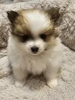 Diana Akc, a female Pomeranian for sale in Manchester, NH – Photo 5 of 6