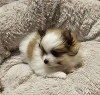 Diana Akc, a female Pomeranian for sale in Manchester, NH – Photo 3 of 6