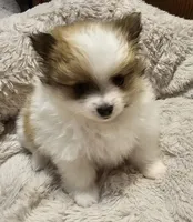 Diana Akc, a female Pomeranian for sale in Manchester, NH – Photo 4 of 6