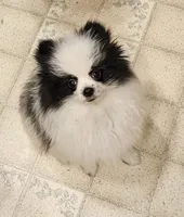 William Akc , a male Pomeranian for sale in Manchester, NH – 2 of 10