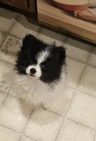 Diane Akc  on HOLD, a female Pomeranian for sale in Manchester, NH – 4 of 9