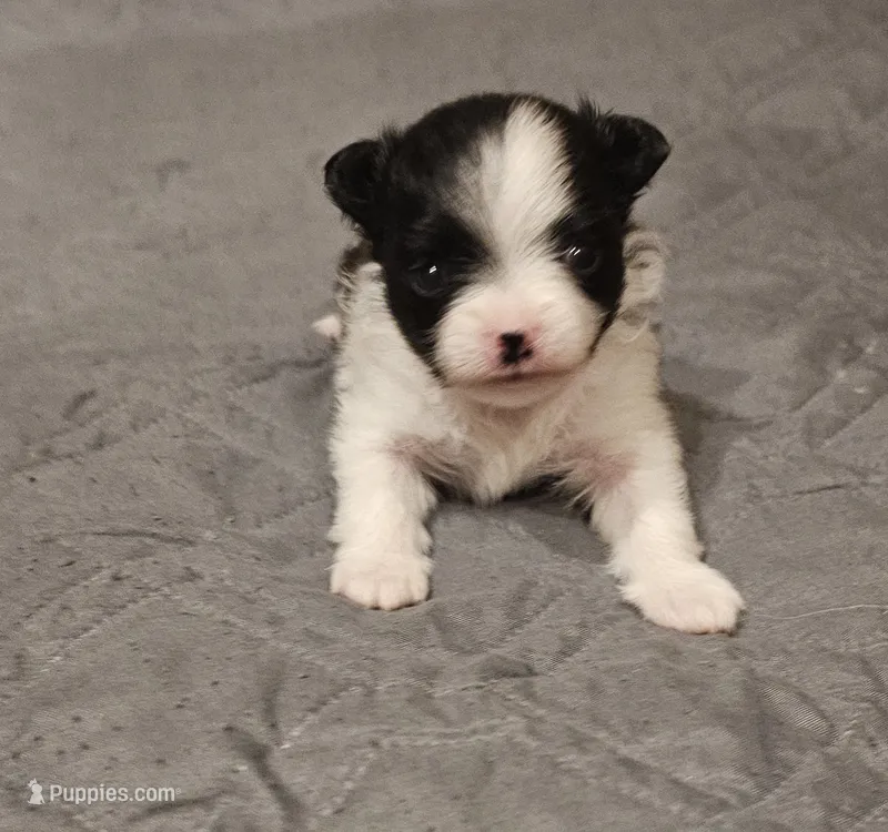 Diane Akc  – Pomeranian puppy for sale in Manchester, NH