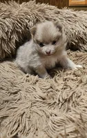 Lavender Phoebe Akc on HOLD, a female Pomeranian for sale in Manchester, NH – Photo 8 of 10