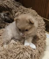 Lavender Phoebe Akc on HOLD, a female Pomeranian for sale in Manchester, NH – Photo 6 of 10