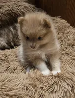 Lavender Phoebe Akc on HOLD, a female Pomeranian for sale in Manchester, NH – Photo 2 of 10