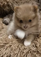 Lavender Phoebe Akc on HOLD, a female Pomeranian for sale in Manchester, NH – Photo 5 of 10