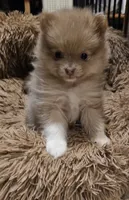Lavender Phoebe Akc on HOLD, a female Pomeranian for sale in Manchester, NH – Photo 1 of 10