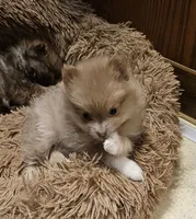 Lavender Phoebe Akc on HOLD, a female Pomeranian for sale in Manchester, NH – Photo 7 of 10