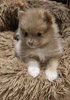 Lavender Phoebe Akc on HOLD, a female Pomeranian for sale in Manchester, NH – Photo 4 of 10