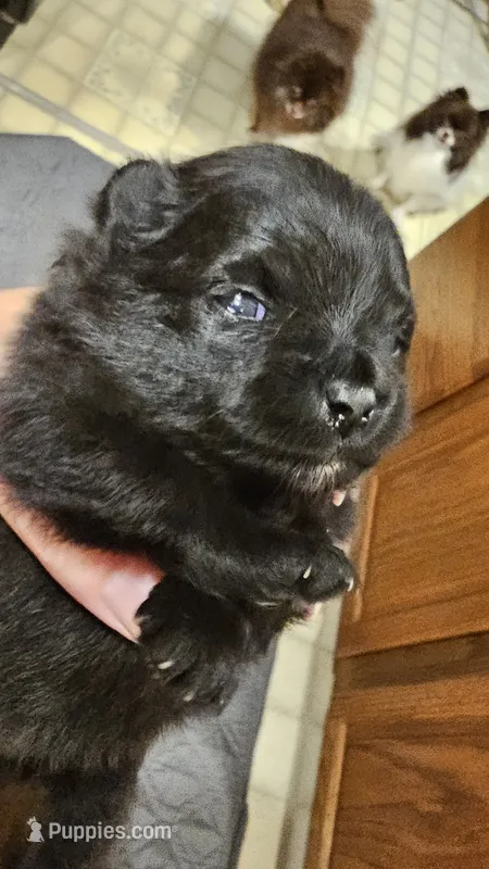 Bear Akc – Pomeranian puppy for sale in Manchester, NH