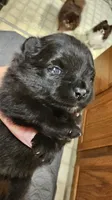 Bear Akc, a male Pomeranian for sale in Manchester, NH – 1 of 7