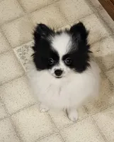 Harry Akc, a male Pomeranian for sale in Manchester, NH – 2 of 9