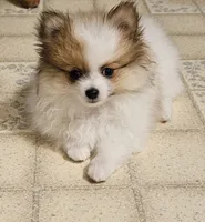ON HOLD Diana Akc, a female Pomeranian for sale in Manchester, NH – 4 of 9