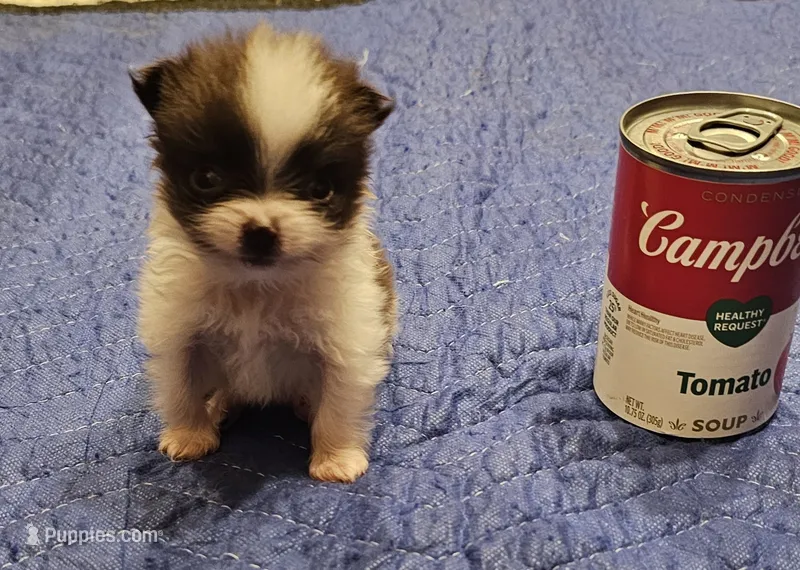 Jack Akc  – Pomeranian puppy for sale in Manchester, NH