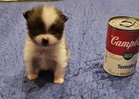 Jack Akc , a male Pomeranian for sale in Manchester, NH – 2 of 10