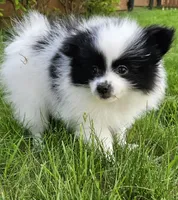 Harry Akc, a male Pomeranian for sale in Manchester, NH – 4 of 9