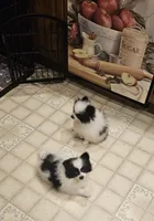 Harry Akc, a male Pomeranian for sale in Manchester, NH – 8 of 9