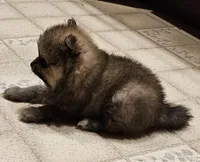 TINY AKC  Mork *Sold, a male Pomeranian for sale in Manchester, NH – Photo 6 of 10