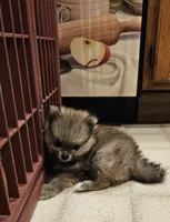 TINY AKC  Mork *Sold, a male Pomeranian for sale in Manchester, NH – Photo 7 of 10
