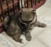 TINY AKC  Mork *Sold, a male Pomeranian for sale in Manchester, NH – Photo 8 of 10