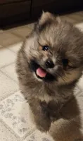 TINY AKC  Mork *Sold, a male Pomeranian for sale in Manchester, NH – Photo 2 of 10