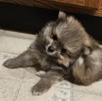 TINY AKC  Mork *Sold, a male Pomeranian for sale in Manchester, NH – Photo 4 of 10
