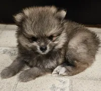 TINY AKC  Mork *Sold, a male Pomeranian for sale in Manchester, NH – Photo 10 of 10