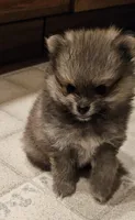 TINY AKC  Mork *Sold, a male Pomeranian for sale in Manchester, NH – Photo 5 of 10
