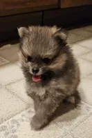 TINY AKC  Mork *Sold, a male Pomeranian for sale in Manchester, NH – Photo 1 of 10