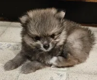 TINY AKC  Mork *Sold, a male Pomeranian for sale in Manchester, NH – Photo 9 of 10